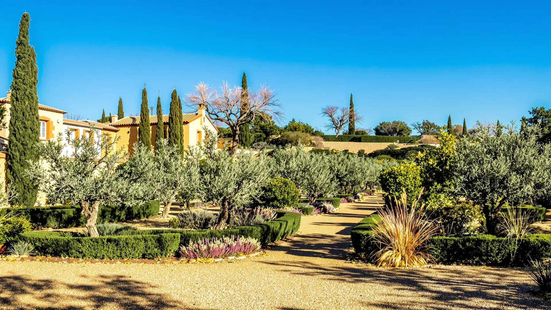 Olivar en invierno en la provincia de Toledo, representativo del calendario de poda de árboles