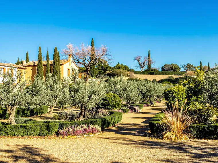 Olivar en invierno en la provincia de Toledo, representativo del calendario de poda de árboles