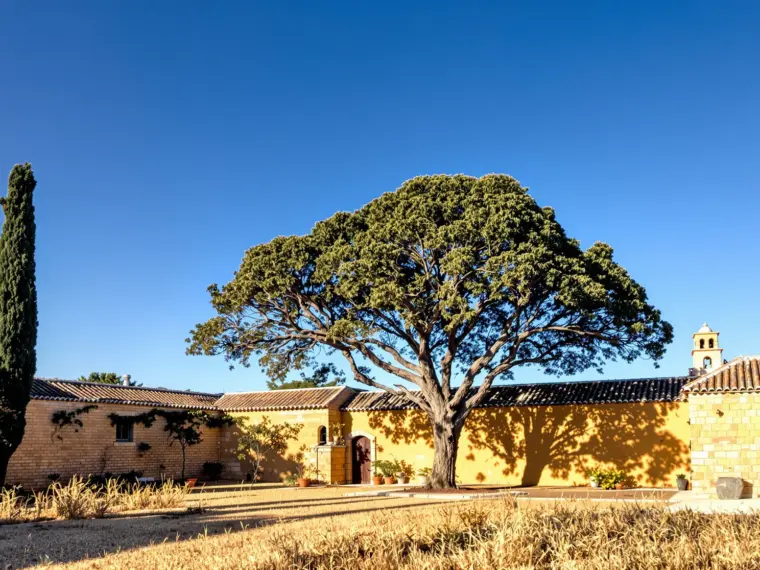 Árbol maduro en parcela privada en Toledo que requiere valoración antes de solicitar permiso para talar