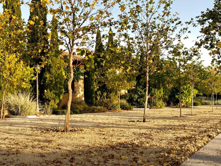Árboles jóvenes recién plantados en otoño en un jardín de Toledo con suelo calizo y paisaje de la llanura castellana al fondo