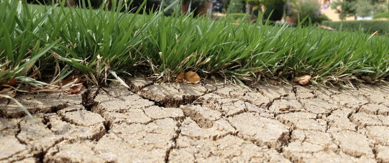 Suelo calizo agrietado con raíces superficiales de césped visibles, consecuencia de regar todos los días el jardín sin dejar secar el suelo